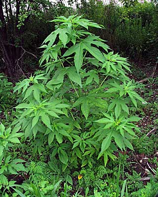 <p>Identify the weed</p>