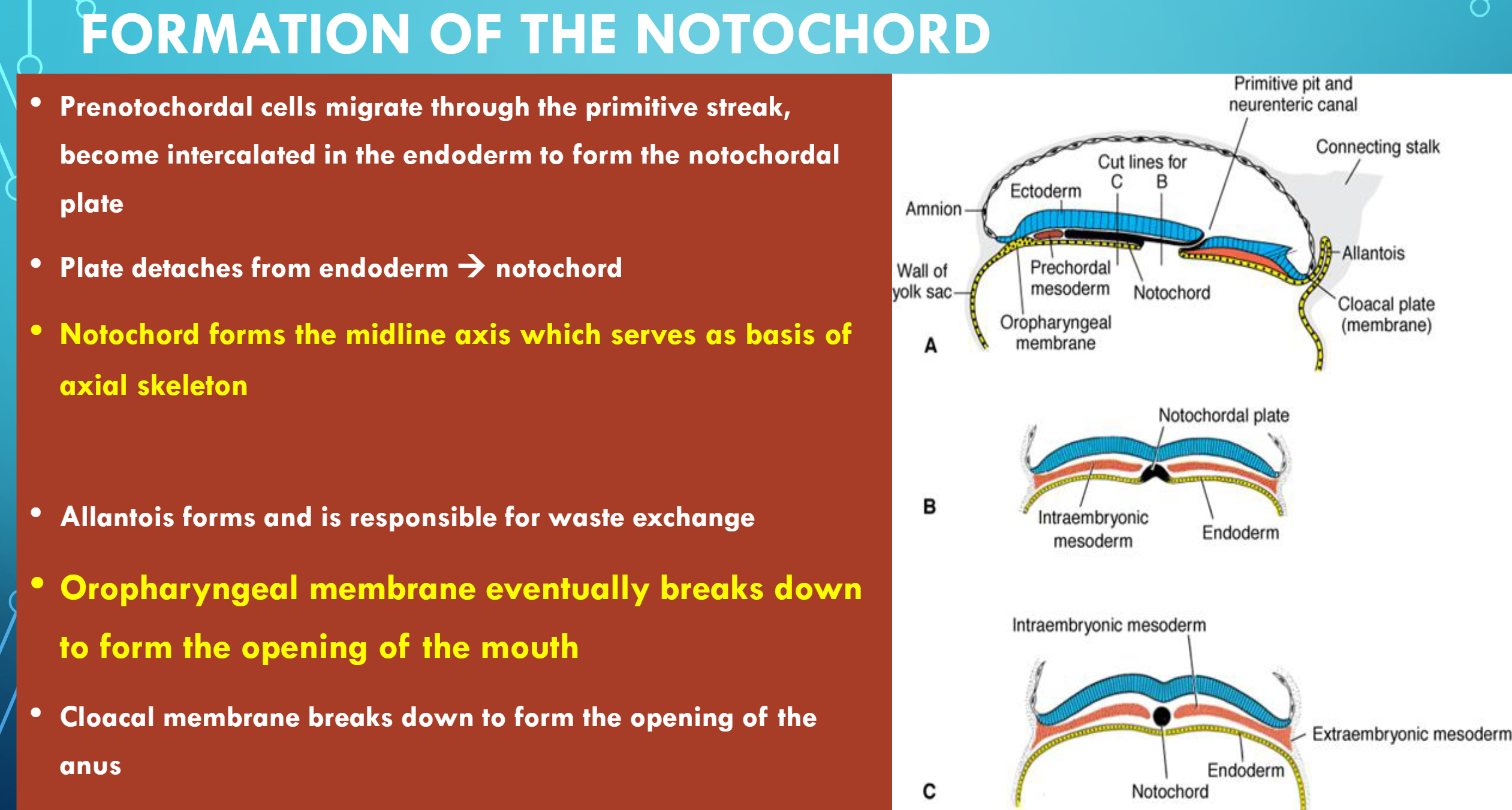 <p>Prenotochordal cells migrate through the primitive streak,</p><p>become intercalated in the endoderm to form the notochordal</p><p>plate</p><p>• Plate detaches from endoderm notochord</p><p>• Notochord forms the midline axis which serves as basis of</p><p>axial skeleton</p><p>• Allantois forms and is responsible for waste exchange</p><p>• Oropharyngeal membrane eventually breaks down</p><p>to form the opening of the mouth</p><p>• Cloacal membrane breaks down to form the opening of the</p><p>anus</p>