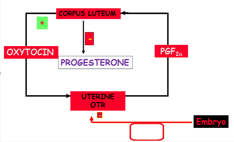 <p>what causes luteolysis in domestic ungulates</p>