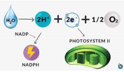 <ul><li><p class="Paragraph SCXW229944717 BCX8" style="text-align: left;"><span style="line-height: 20.925px;"><span>Photosystem 2 uses some of the transferred light to split apart H2O molecules </span></span></p></li></ul><ul><li><p class="Paragraph SCXW229944717 BCX8" style="text-align: left;"><span style="line-height: 20.925px;"><span>This creates 2 electrons that go to Photosystem 2 </span></span></p></li></ul><ul><li><p class="Paragraph SCXW229944717 BCX8" style="text-align: left;"><span style="line-height: 20.925px;"><span>This creates 2 H+ ions that are used later to make a molecule called NADPH </span></span></p></li></ul><ul><li><p class="Paragraph SCXW229944717 BCX8" style="text-align: left;"><span style="line-height: 20.925px;"><span>This creates oxygen gas O2 </span></span></p></li></ul><ul><li><p class="Paragraph SCXW229944717 BCX8" style="text-align: left;"><span style="line-height: 20.925px;"><span>AKA: Photolysis </span></span></p></li></ul><p></p>
