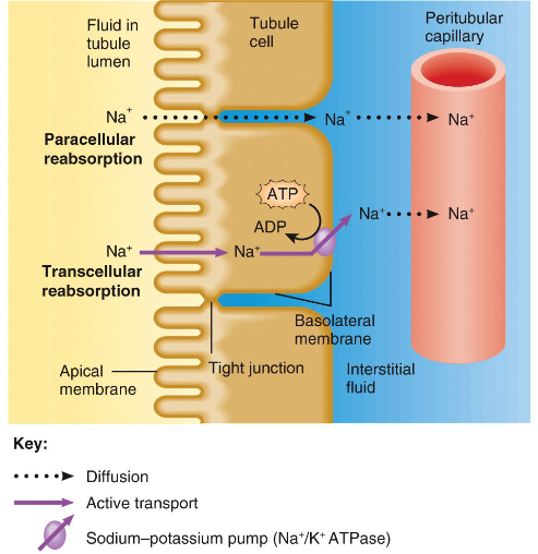 <p>substance being reabsorped in the tubule lumen will take one of 2 routes before entering perirtubular capillary </p><p>paracellular reabsorption- passive fluid leakage btwn cells</p><p>transcellular reabsorption- directly through tubule cells</p>