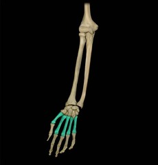 <p>appendicular skeleton</p>