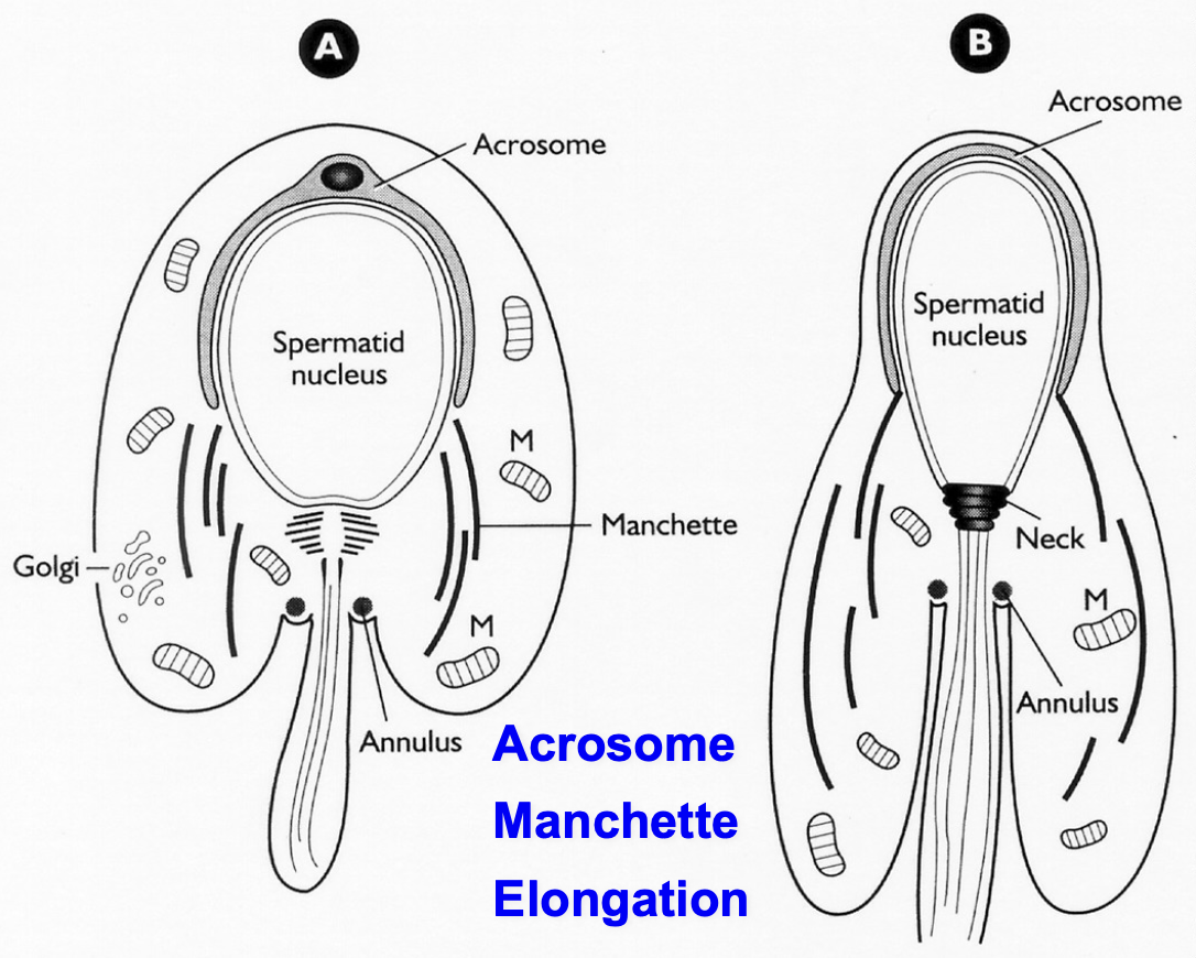 <ul><li><p>Maturation of the head</p></li><li><p>Acrosome now covers ¾ of nucleus</p></li><li><p>Starts to elongate (image B)</p></li><li><p>Microtubules more evident (tail)</p></li><li><p>Annulus on either side of tail</p></li><li><p>Manchette — remaining mitochondria + cytoskeletal structures</p></li><li><p>No organelles on top</p></li></ul><p></p>