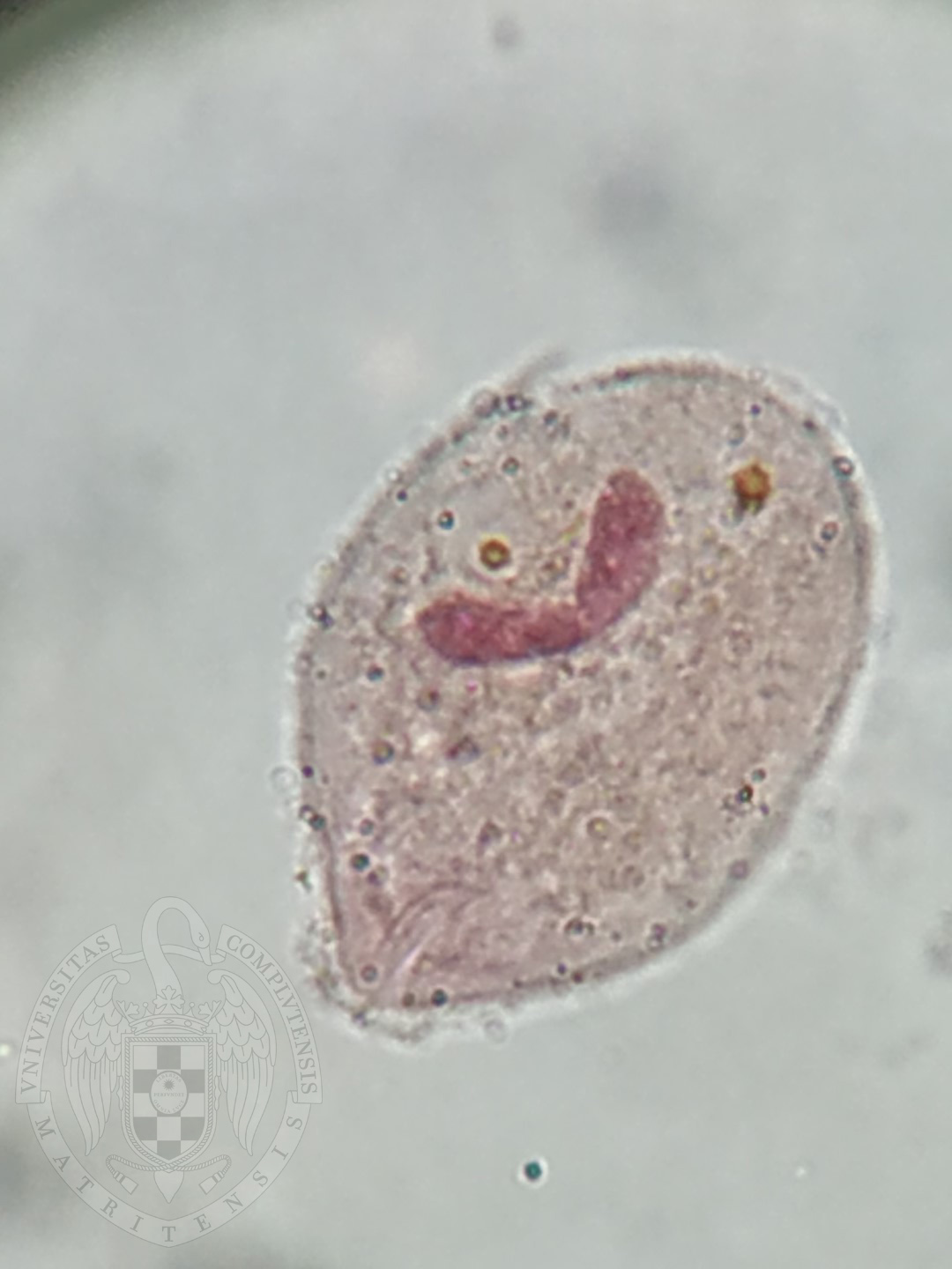 <p>45-65 um, round to elliptical shape. Cilia inside double cyst wall. Nuclei, macro (kidney shaped) and micronucleus</p>
