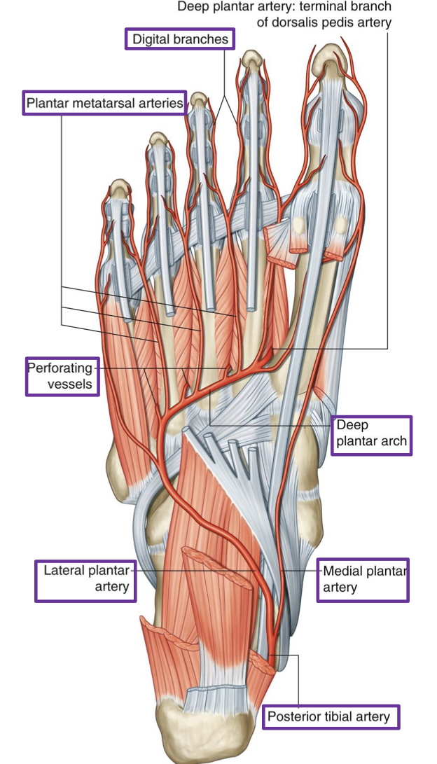 <p>Posterior tibial a (enters foot via tarsal tunnel)</p><ul><li><p>Medial Plantar a. (smaller branch)</p><ul><li><p>runs between abductor hallucis and flexor digitorum brevis (b/w layers 1 + 2)</p></li><li><p>gives off media plantar digital a. to hallux </p></li></ul></li><li><p>Lateral Plantar a. (larger branch)</p><ul><li><p>runs across quadratus plantae and deep to flexor digitorum brevis towards 5th metatarsal (b/w layers 1 + 2)</p></li><li><p>At 5th metatarsal, dives deep to interossei/metatarsal surface and runs medially (b/w layers 3 + 4) to form the → </p><ul><li><p>Deep Plantar Arch </p><ul><li><p>arches medially across bases of metatarsals 2-4 </p></li><li><p>dives into plantar surface of 1st doral interosseous m. to anastomose with terminal branch of dorsalis pedis a (Deep Plantar a.) </p></li><li><p>off of arch →</p><ul><li><p>Perforating Branches</p><ul><li><p>dive through intermetatarsal spaces to anastomose with dorsal metatarsal a. </p></li></ul></li><li><p>Plantar Metatarsal a.</p><ul><li><p>run superficial to plantar interossei m. (spaces 2-4) and 1st dorsal interosseous m. </p></li><li><p>Give off →</p><ul><li><p>Plantar Digital a. (supply adjacent sides of digits 1-5)</p></li></ul></li></ul></li></ul></li></ul></li></ul></li></ul></li></ul><p></p>