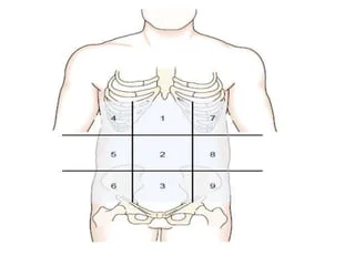 <p>The Umbilical Region</p>