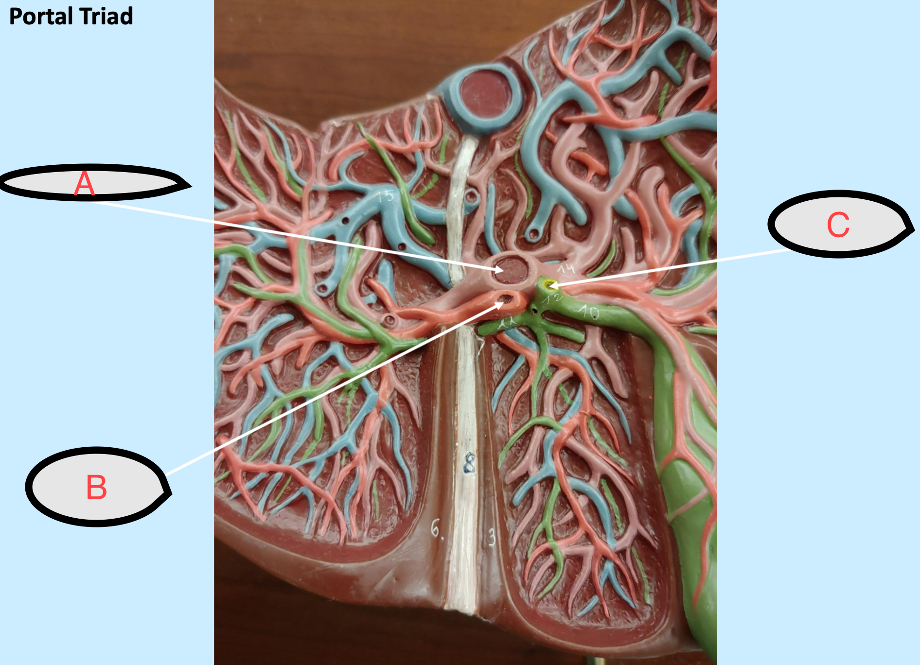 <p>what’s labeled</p>