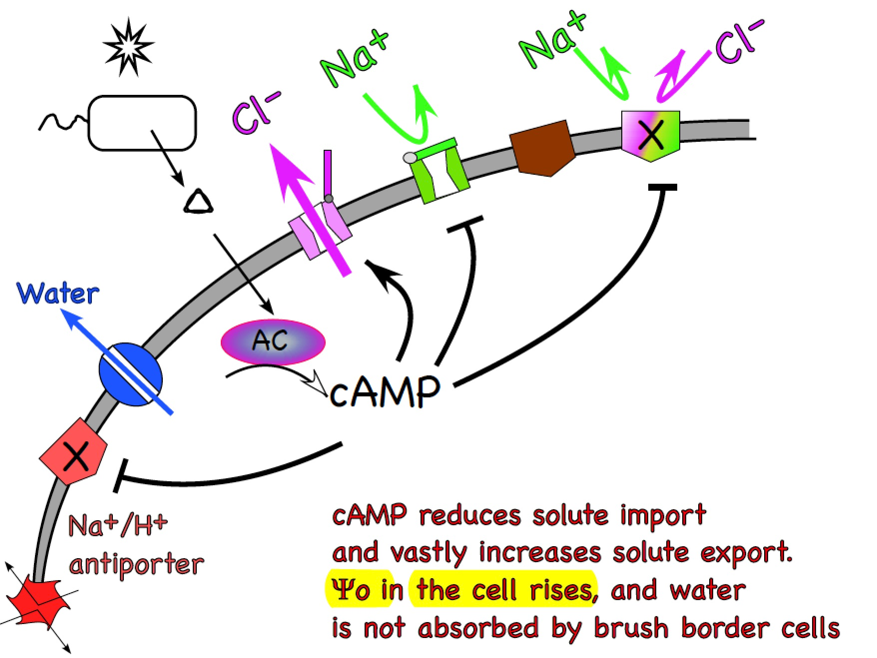 <p>Increases cellular osmotic potential</p>