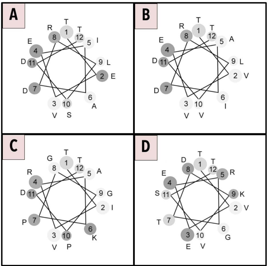 <p>Which of the following amino acid sequences forms an amphipathic helix with hydrophobic and hydrophilic faces of approximately the same size?</p>