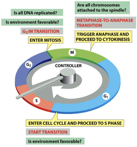 <p>M: Mitosis = Metaphase-Anaphase Checkpoint → are chromosomes attached</p><p>G<sub>1</sub>: Gap phase = G<sub>1</sub> Checkpoint</p><p>S: Synthesis → DNA replication</p><p>G<sub>2</sub>: Gap phase = G<sub>2</sub>/M Checkpoint → pushes to prophase</p>