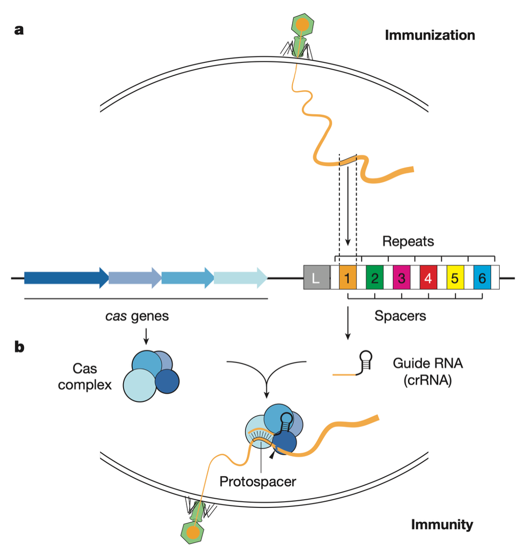 <p>This repeat/spacer array is <u>flanked b</u>y an <strong><mark data-color="blue" style="background-color: blue; color: inherit;">operon of CRISPR-associated (cas) genes</mark></strong> (blue-tone arrows) </p><p>→<strong> encode the machinery </strong>for the <span style="color: red;">i<u>mmunization</u></span><u> and </u><span style="color: purple;"><u>immunity</u></span><u> stages </u>of the system. </p>