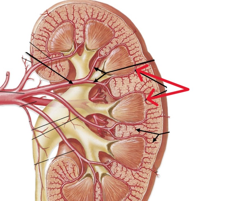 <p>Which arteries of the kidneys:</p><ul><li><p>After interlobar arteries</p></li><li><p>Before interlobular (cortical radiate) arteries</p></li></ul><p></p>