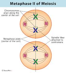<p>Metaphase 2</p>