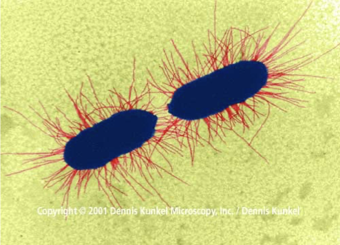 <p>Non-motile, hair-like protein structures that connect cells and mediate DNA exchange.</p>