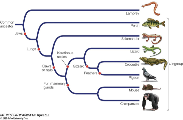 <ul><li><p>They compare shared traits across different groups (taxa), and thus study the evolution of traits</p><ul><li><p>Current traits are derived, meaning they <u>evolved</u> from an ancestral trait</p></li><li><p>Scientists can estimate and reconstruct the ancestral state of traits by looking at the trait values of the extant (currently living) species. </p></li><li><p><u>Synapomorphies</u> = shared derived traits that evolved from a common ancestor and are passed down to its descendants.</p><ul><li><p>These are the red dots on the phylogenetic tree!</p></li></ul></li></ul></li></ul><p></p>