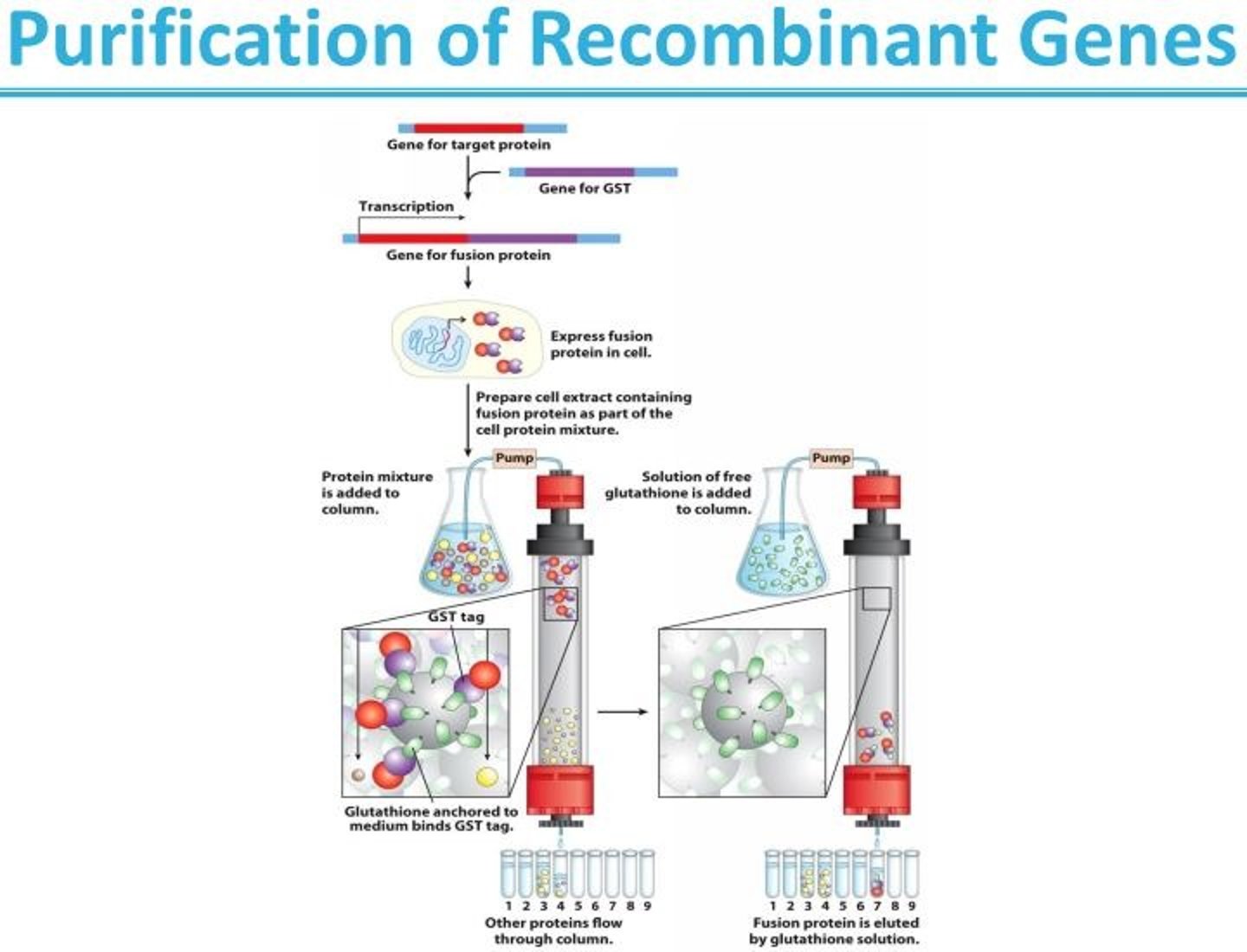 <p>Changes can also be introduced that involve more than one base pair. Large parts of a gene can be deleted by cutting out a segment with restriction endonucleases and ligating the remaining portions to form a smaller gene. Parts of two different genes can be ligated to create new combinations. The product of such a fused gene is called a fusion protein.</p>