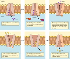 <p>- Uses ATP to maintain higher concentrations of Na+ and K+ on opposite sides of the plasma membrane</p><p>3 Na+ out, 2 K+ In</p>