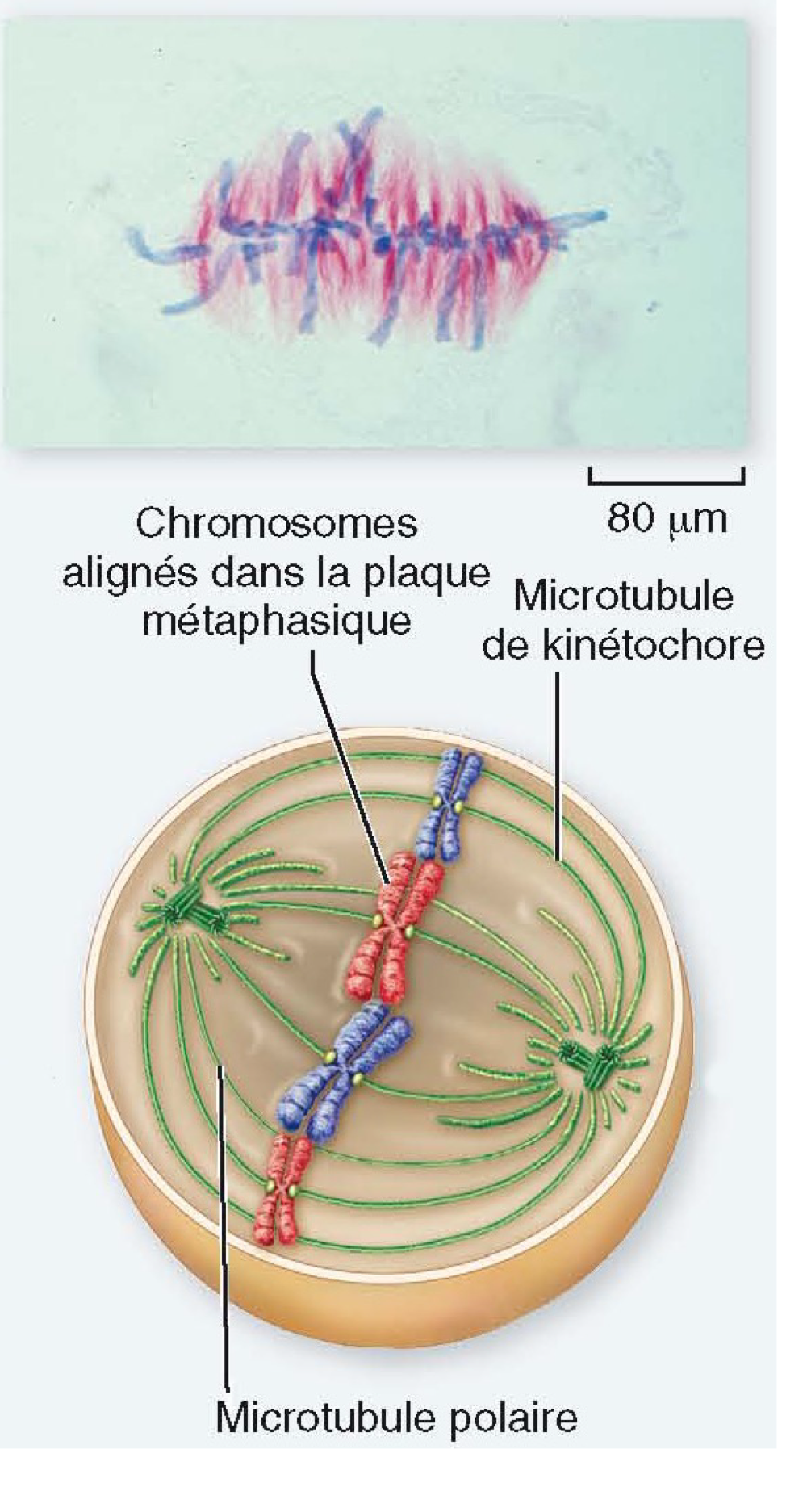 <ul><li><p><strong>Tous les chromosomes sont attachés</strong> par les microtubules</p></li><li><p class="has-focus">Ils sont <strong>alignés au centre</strong> (à l’équateur) de la cellule, sur un plan imaginaire dénommé “<span style="color: red;"><strong>plaque métaphasique</strong></span>“</p></li><li><p class="has-focus">Pour chaque chromosome, les <strong>chromatides soeurs font face à un pôle différent</strong></p></li></ul><p></p>
