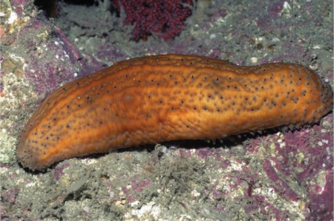 <p>What class of Echinoderm is this?</p>