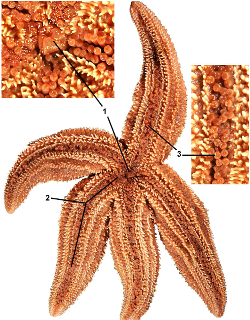 <p>taxa</p><p>label</p>