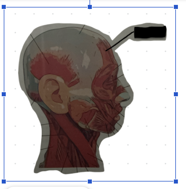 term image