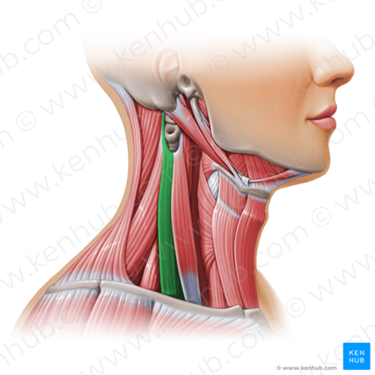 knowt flashcard image