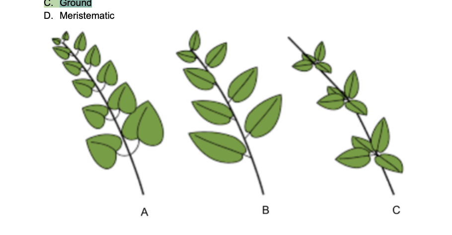 <p>Using the image above, what type of leaf arrangement does A exhibit?</p>