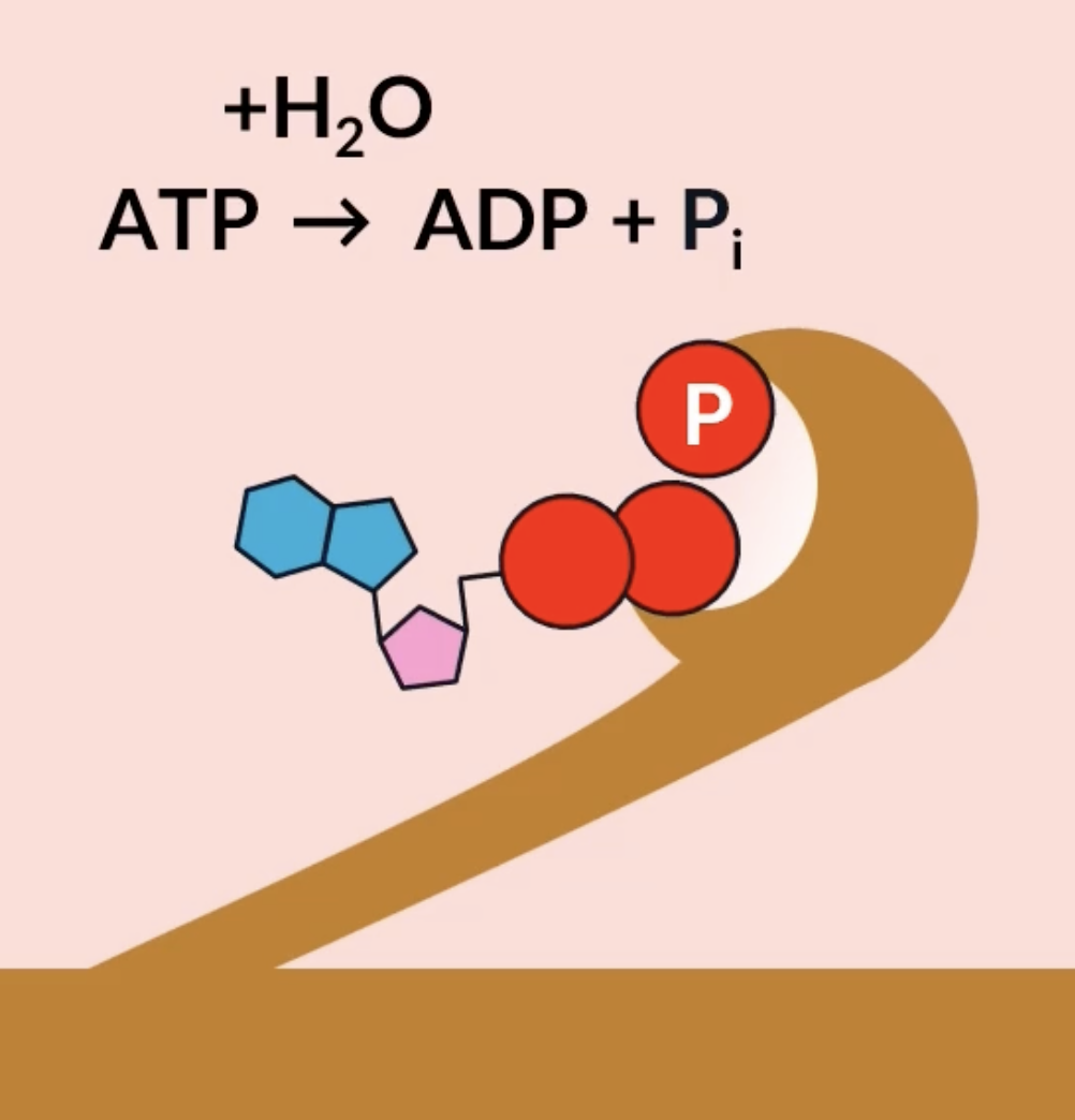 <p>for the myosin head to return back to its resting position, it has an active site where ATP can bind. ATP gets hydrolysed into ADP + Pi, which provides the energy needed for the myosin head to return back to its original resting position </p><p>the myosin heads catalyse this hydrolysis reaction, so the myosin heads are actually enzymes known as ATPase</p>