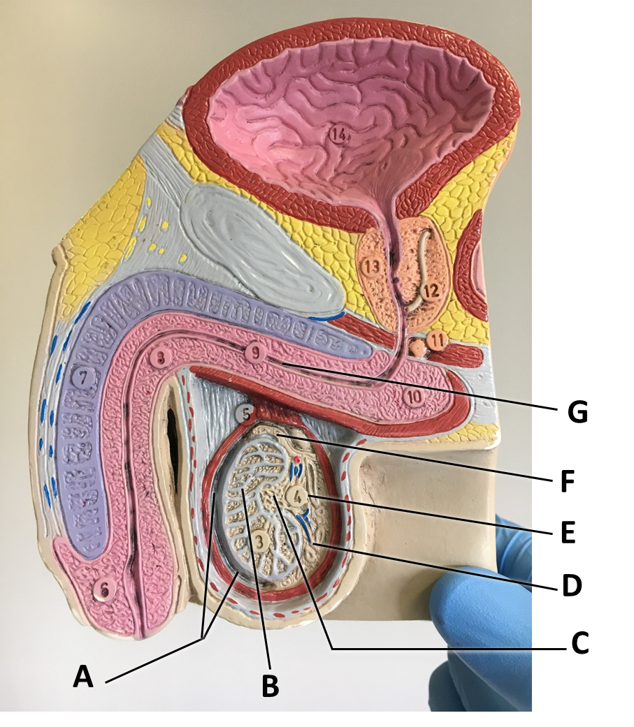 <p><span>Identify the structure/organ labeled with the letter B.</span></p>