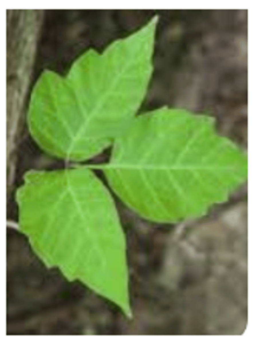 <p>Poison Ivy</p><p>3 multiple choice options</p>