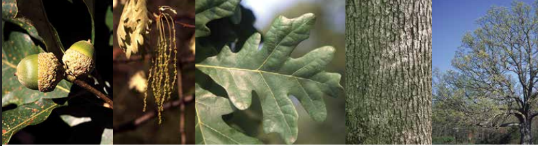 <p>Identify this tree: </p>