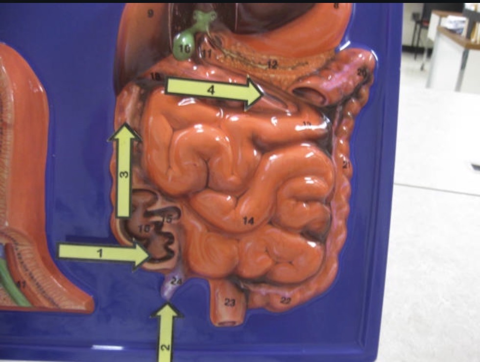 <p>Large intestine </p>