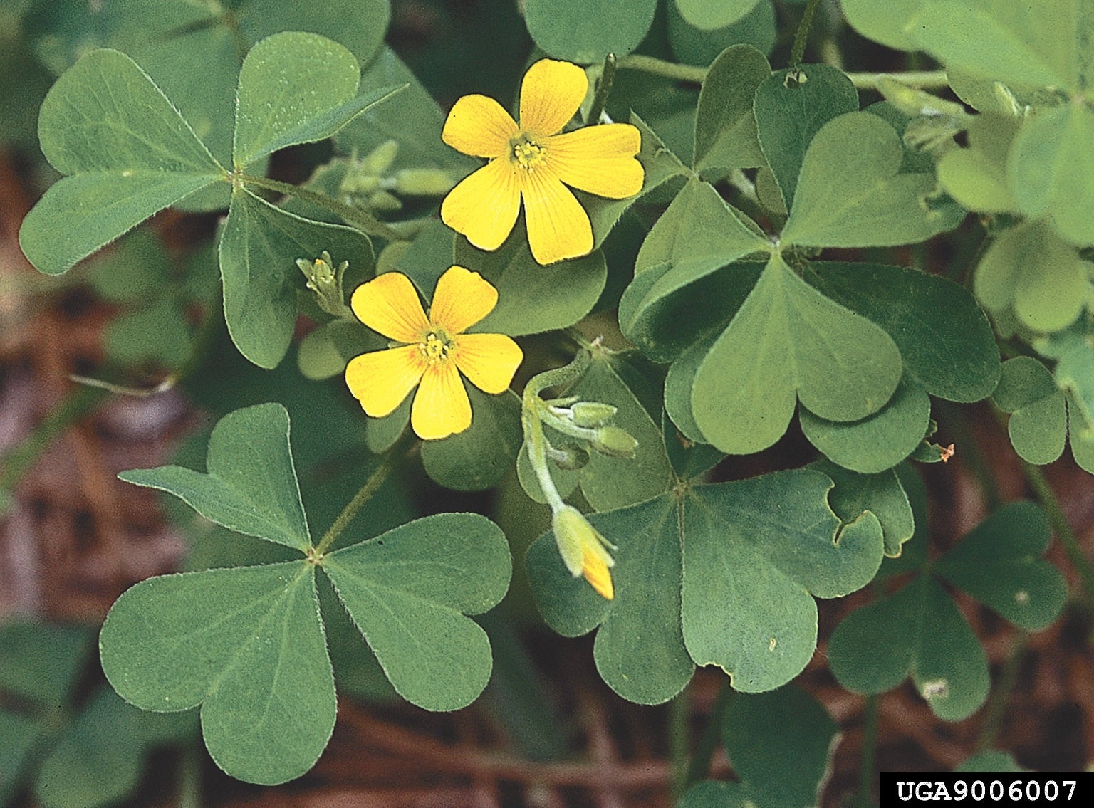 <p>Yellow Wood-sorrel</p>