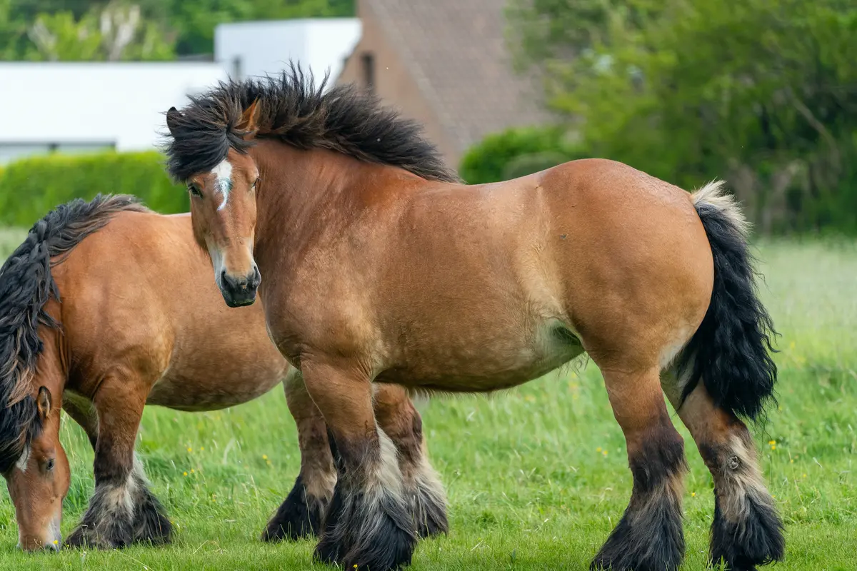 <p>Draft Horse </p>