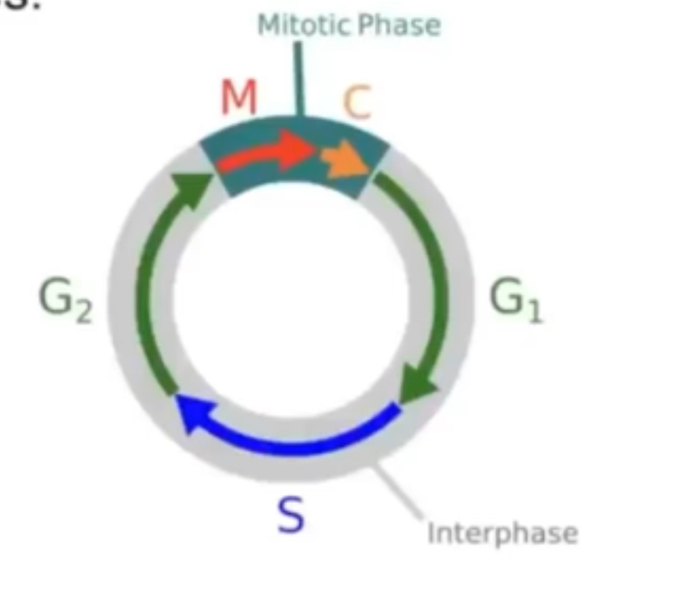 <p>Interphase = (G1, S, G2)</p><p>Nuclear division (mitosis or meiosis)</p><p>Cytokinesis</p>