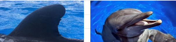 <p>DOB: August 20, 2011</p><p>Key Features: High contrast between dorsal coloration and ventral coloration, short rostrum</p><p>Relations: Son of Lighting </p>