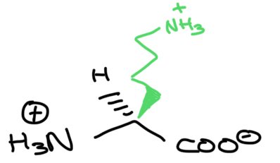 <p>Amino acid</p>