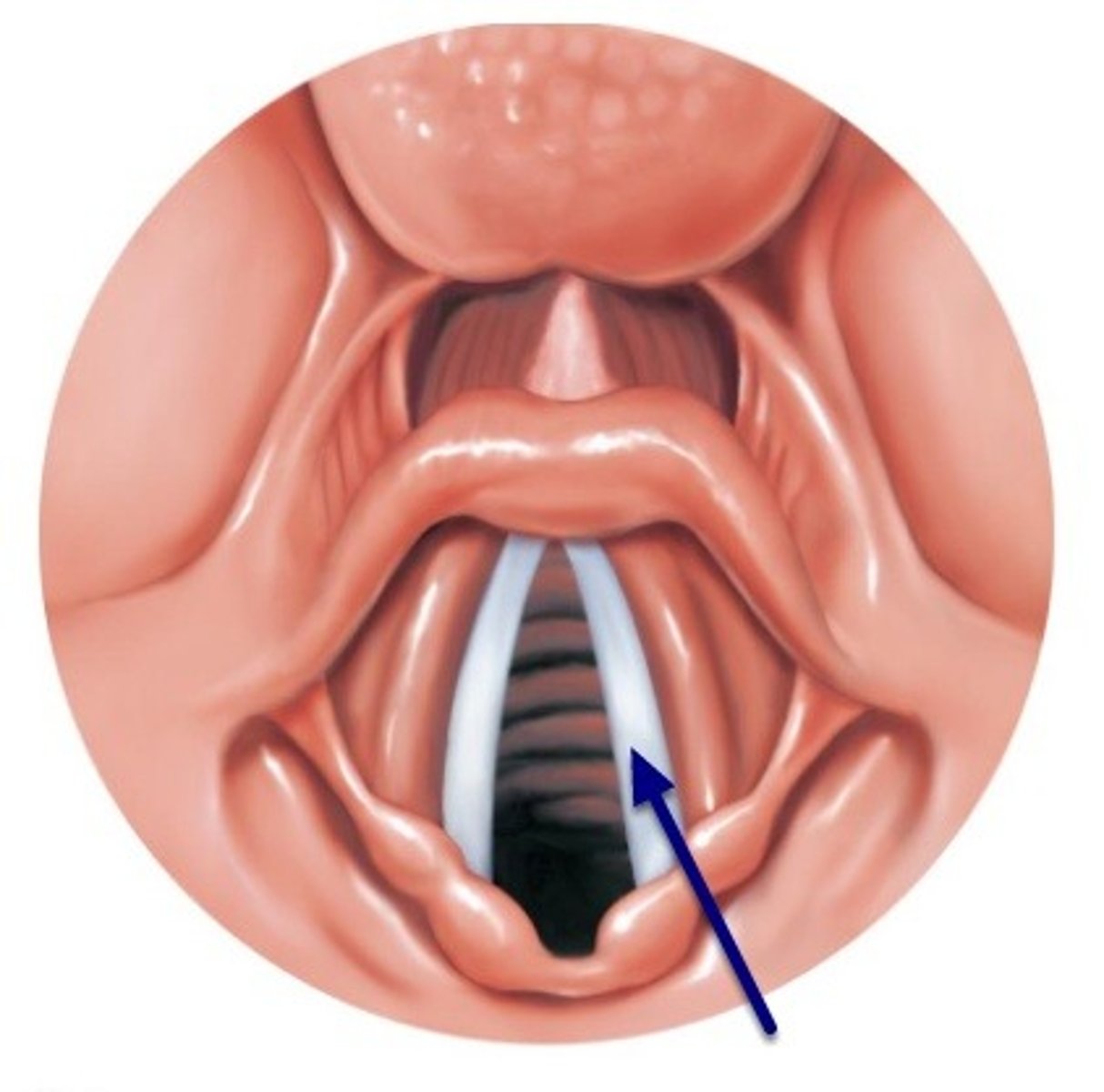 <p>true vocal cords; speaking/singing; vocal ligaments vibrate to produce sound; testosterone increases size of larynx and deepens the voice of males</p>