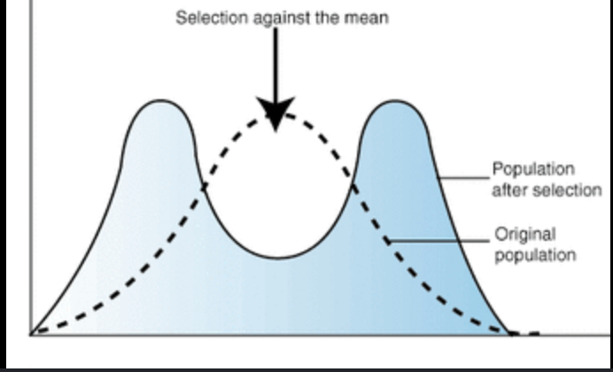 <p><span style="background-color: transparent;">extreme values for a trait our favored over intermediate values and increases genetic variance split a population into two distinct groups and can lead to a new species</span></p>