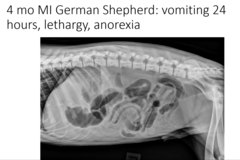 <p>Is this functional or mechanical ileus?</p>