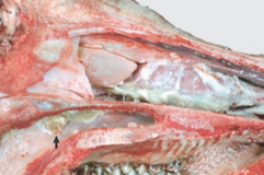 <p>diagnostico morfologico </p>