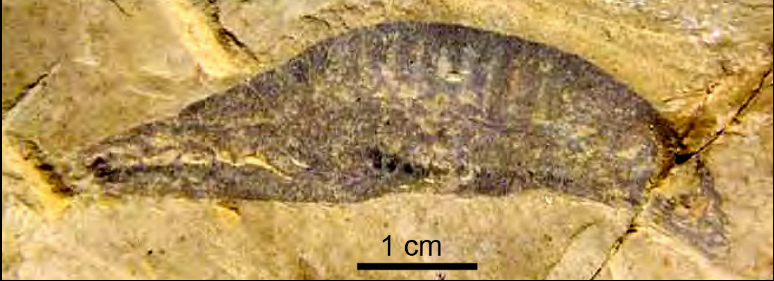 <ol><li><p>Low Cambrian</p></li><li><p>Phylum Chordata</p></li><li><p>Earliest (first) Chordate</p></li><li><p>Head not well-defined</p></li><li><p>Chengjiang fauna</p></li><li><p>Leech-like</p></li></ol><p></p>