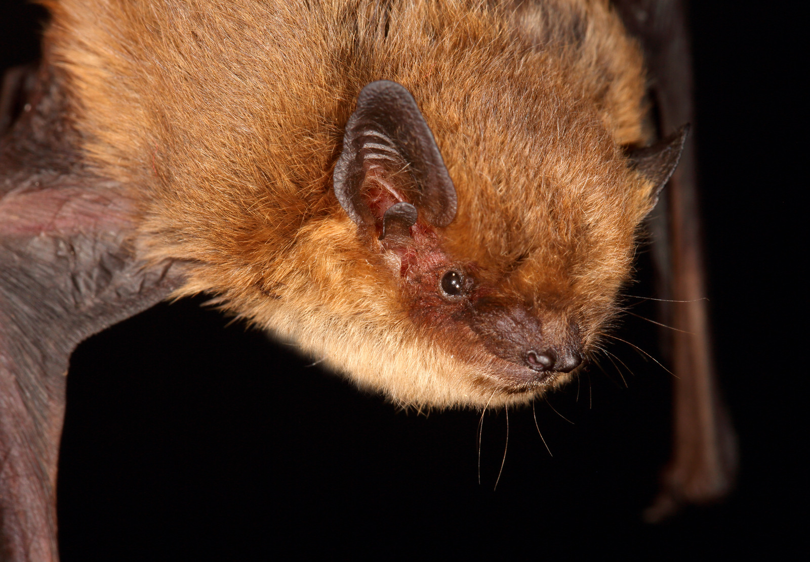 <p><span>Kroppslängd:&nbsp;36–51 mm</span></p><p><span>underarm:&nbsp;28–33 mm</span></p><p><span>vingspann:&nbsp;190–230 mm</span></p><p></p><p><span>Vanlig art</span></p>