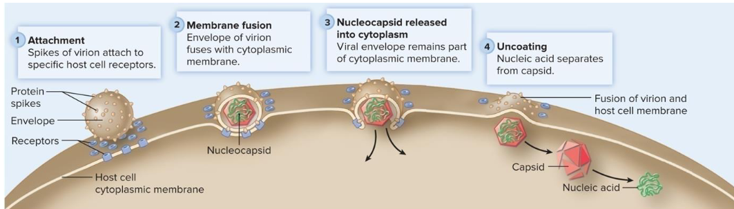 <p>mechanism of penetration in which viral envelope fuses with cytoplasmic membrane and the nucleocapsid is released into the cytoplasm</p>