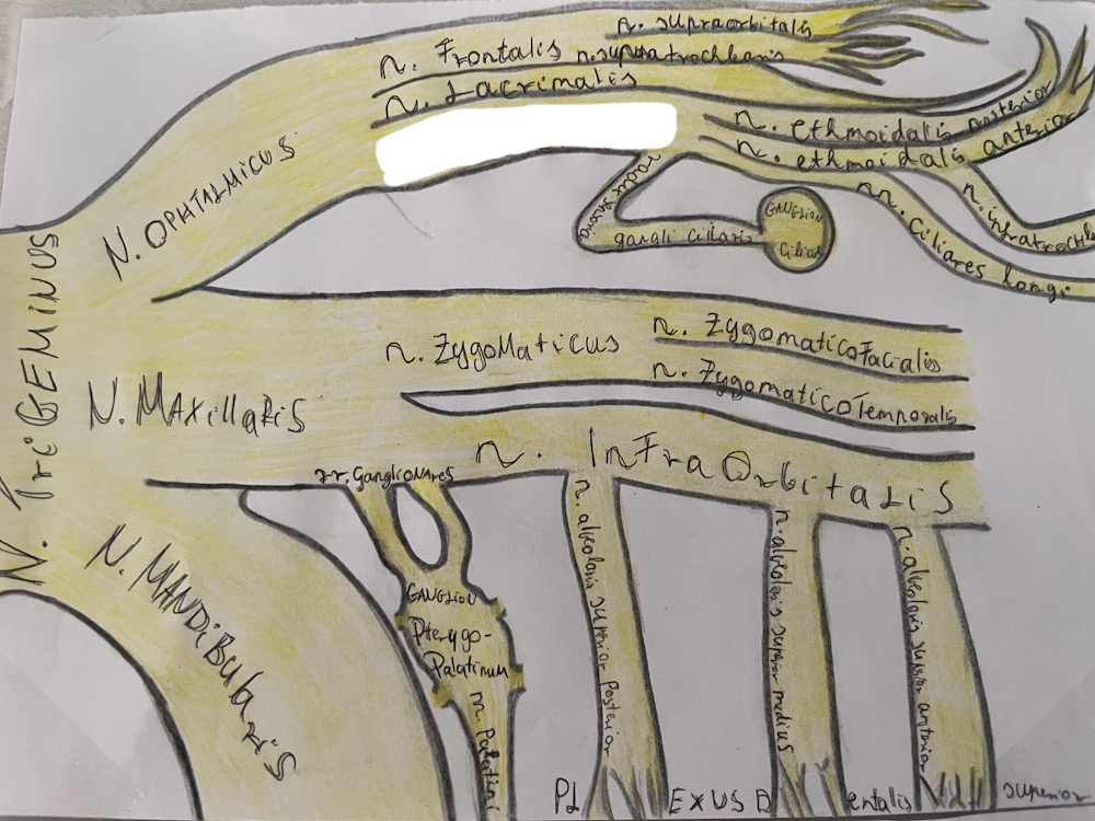 <p><span>orr-szem ideg (→n. infratrochlearis, n. ethmoidalis anteriorn et posterior, n. ciliaris longus, radix sensoria ganglii ciliari)</span></p>