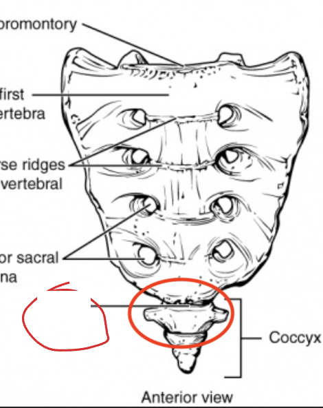 <p>Sacrum: What is the Red?</p>