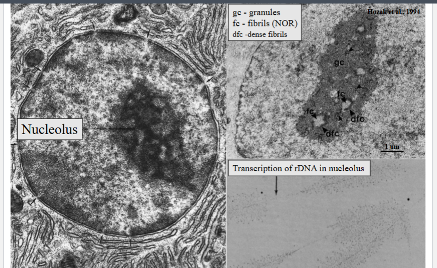 <p><span style="background-color: transparent;"><strong>The Nucleolus and Ribosome Biogenesis</strong></span></p>