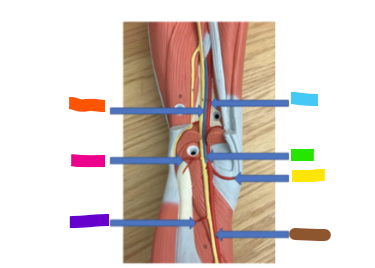 <p>What is the blue arrow?</p>