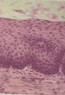 <p>what type of tissue is this?</p>