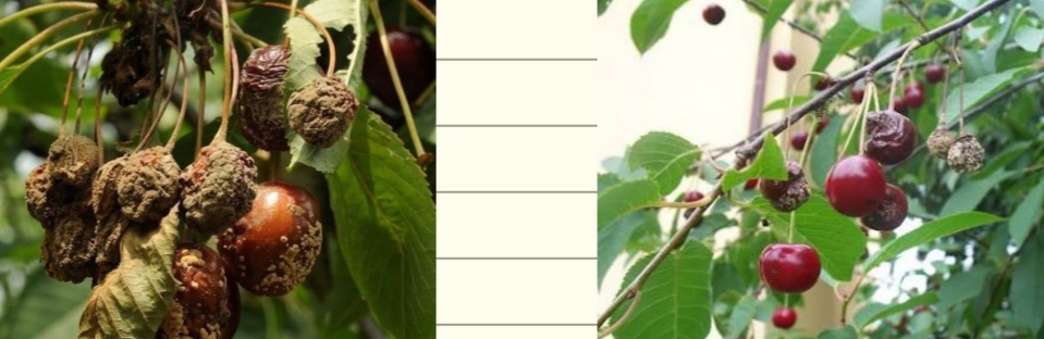 <p>Monilinia laxa - cvetna monilija (rod Monilinia) </p>